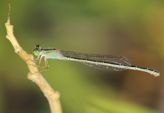Agriocnemis
