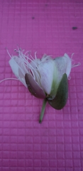 Capparis spinosa herbacea