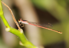 Agriocnemis