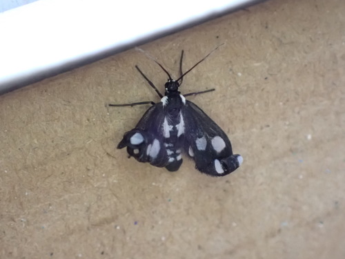 Melanonaclia perplexa