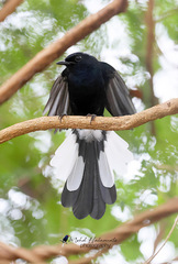 White-Vented Shama photo 4