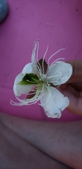 Capparis spinosa herbacea