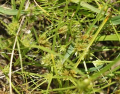 Cyperus squarrosus