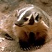 Northwestern American Badger - Photo Gary M. Stolz, no known copyright restrictions (public domain)