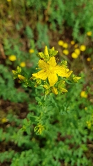 Hypericum × desetangsii