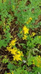 Hypericum × desetangsii