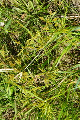 Cyperus iria