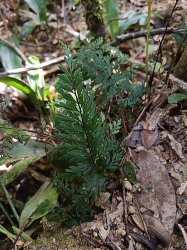 Lindsaea kawabatae iNat (1)