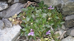 Noccaea rotundifolia