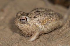 Desert Rain Frog photo 2