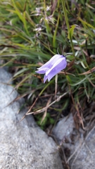 Campanula excisa