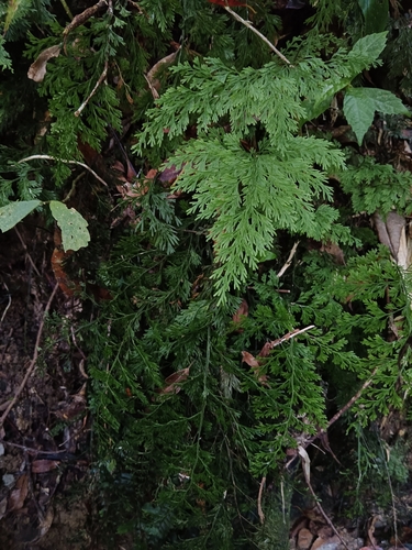 Vandenboschia maxima iNat (1)