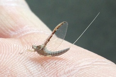 Callibaetis fluctuans