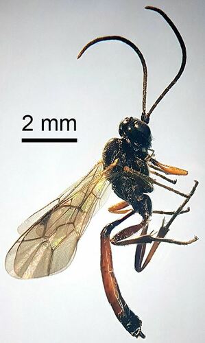 Mesoleptus laticinctus