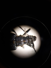 Enoploderes vitticollis