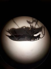 Enoploderes vitticollis