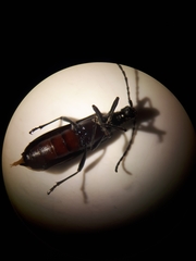 Enoploderes vitticollis