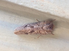 Acrolophus parvipalpus