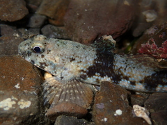 Brown Goby photo 3
