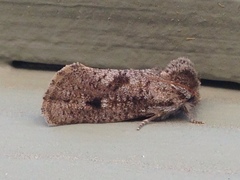 Acrolophus parvipalpus