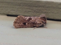 Acrolophus parvipalpus