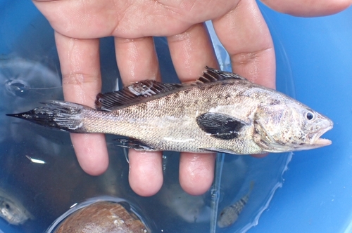 Blackspotted croaker (Protonibea diacanthus) — Sciaenidae — 2