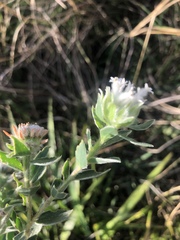 Lasiosiphon calocephalus