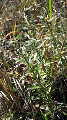 Genista germanica