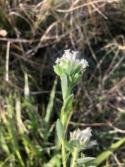 Lasiosiphon calocephalus