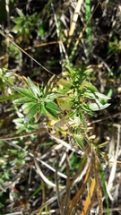 Genista germanica