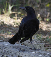 Quiscalus major image
