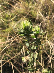 Lasiosiphon calocephalus