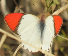 Colotis annae annae