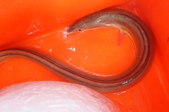 Daggertooth Pike Conger photo 2