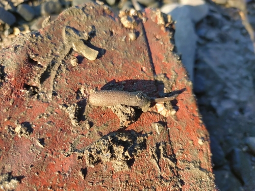 Phascolosoma arcuatum observed 2024-12-01