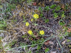 Bupleurum americanum