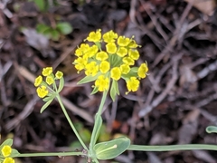 Bupleurum americanum