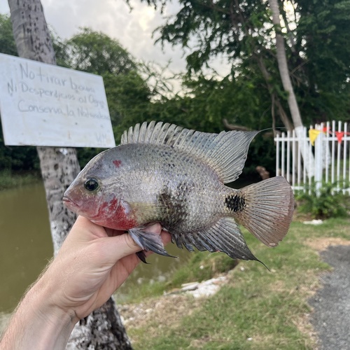 Blackbelt cichlid (Vieja maculicauda) — Cichlidae — 5