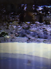 Recurvirostra americana