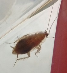 Ectobius pallidus