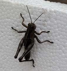 Melanoplus differentialis