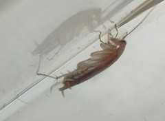 Ectobius pallidus