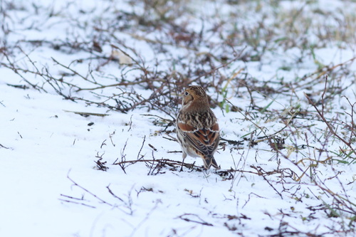 Escribano lapón (Calcarius lapponicus)