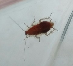 Ectobius pallidus