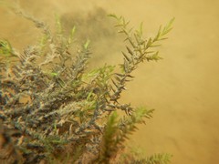 Fontinalis novae-angliae