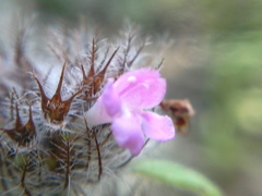 Clinopodium caucasicum