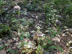 Clinopodium caucasicum