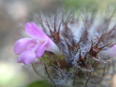 Clinopodium caucasicum