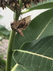 Euplexia benesimilis