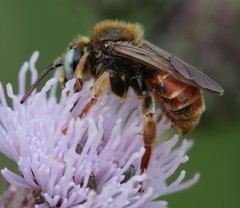 Epeoloides coecutiens